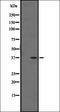 Insulin Like 5 antibody, orb337787, Biorbyt, Western Blot image 