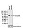 Golgi Reassembly Stacking Protein 1 antibody, PA3-910, Invitrogen Antibodies, Western Blot image 