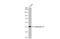 Keratin 19 antibody, GTX112826, GeneTex, Western Blot image 