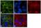 Heat shock 70 kDa protein 1A/1B antibody, MA3-014, Invitrogen Antibodies, Immunofluorescence image 