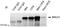 BRCA1 DNA Repair Associated antibody, MA1-23164, Invitrogen Antibodies, Immunoprecipitation image 