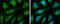 mtHSP70 antibody, GTX104407, GeneTex, Immunofluorescence image 
