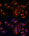 BGP antibody, 22-052, ProSci, Immunofluorescence image 