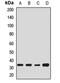 Translin Associated Factor X antibody, LS-C668585, Lifespan Biosciences, Western Blot image 