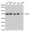 Alpha-tubulin 1 antibody, MBS125810, MyBioSource, Western Blot image 