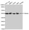 Tubulin Alpha 4a antibody, MBS125810, MyBioSource, Western Blot image 