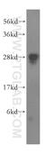 FKBP Prolyl Isomerase 14 antibody, 15884-1-AP, Proteintech Group, Western Blot image 