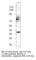 Tyrosyl-DNA Phosphodiesterase 2 antibody, TDP2-201AP, FabGennix, Western Blot image 