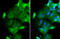 Occludin antibody, GTX114949, GeneTex, Immunofluorescence image 