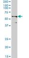 Tripartite Motif Containing 23 antibody, H00000373-M01, Novus Biologicals, Western Blot image 