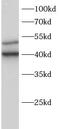 Src Like Adaptor antibody, FNab10187, FineTest, Western Blot image 