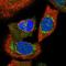 Nucleotide Binding Protein Like antibody, HPA029203, Atlas Antibodies, Immunocytochemistry image 