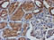 Nucleotide Binding Protein Like antibody, LS-C786557, Lifespan Biosciences, Immunohistochemistry paraffin image 
