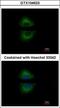 GRB2 Related Adaptor Protein antibody, GTX104623, GeneTex, Immunofluorescence image 