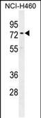 Coiled-Coil Domain Containing 63 antibody, PA5-48222, Invitrogen Antibodies, Western Blot image 