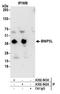 BCL2 Interacting Protein 3 Like antibody, A302-843A, Bethyl Labs, Immunoprecipitation image 