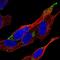 VPS37D antibody, PA5-59374, Invitrogen Antibodies, Immunofluorescence image 