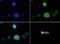 Histone Cluster 2 H3 Family Member D antibody, NB21-1052, Novus Biologicals, Immunocytochemistry image 