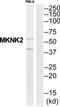 MAP kinase-interacting serine/threonine-protein kinase 2 antibody, TA313959, Origene, Western Blot image 