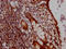 DEAD-Box Helicase 5 antibody, CSB-RA231179A0HU, Cusabio, Immunohistochemistry frozen image 