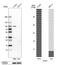 Stromal Interaction Molecule 1 antibody, HPA011088, Atlas Antibodies, Western Blot image 