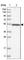 Aminopeptidase Like 1 antibody, HPA036356, Atlas Antibodies, Western Blot image 