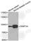 DNA Methyltransferase 3 Alpha antibody, A3169, ABclonal Technology, Western Blot image 