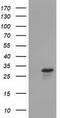 RASD Family Member 2 antibody, TA502072, Origene, Western Blot image 