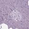 BMP2B antibody, HPA066235, Atlas Antibodies, Immunohistochemistry frozen image 