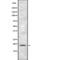 Translocator protein antibody, PA5-67938, Invitrogen Antibodies, Western Blot image 