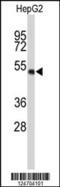 WD Repeat Domain 37 antibody, MBS9204748, MyBioSource, Western Blot image 