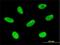 Ladybird Homeobox 2 antibody, H00085474-M02, Novus Biologicals, Immunofluorescence image 