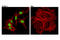 SRY-Box 10 antibody, 89356S, Cell Signaling Technology, Immunofluorescence image 
