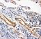 Inhibitor Of Nuclear Factor Kappa B Kinase Subunit Beta antibody, PA5-79456, Invitrogen Antibodies, Immunohistochemistry frozen image 
