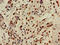 Carboxypeptidase B2 antibody, CSB-PA005884LA01HU, Cusabio, Immunohistochemistry frozen image 