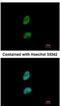 Proteasome Activator Subunit 3 antibody, NBP1-33498, Novus Biologicals, Immunocytochemistry image 