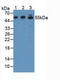 Activating Transcription Factor 7 antibody, LS-C292618, Lifespan Biosciences, Western Blot image 