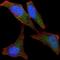BPI Fold Containing Family B Member 1 antibody, NBP2-37534, Novus Biologicals, Immunofluorescence image 