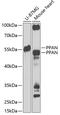 Peter Pan Homolog antibody, 22-900, ProSci, Western Blot image 