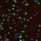 H2A Histone Family Member X antibody, MA1-2022, Invitrogen Antibodies, Immunofluorescence image 