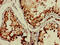 TBC1 Domain Family Member 15 antibody, CSB-PA823452LA01HU, Cusabio, Immunohistochemistry frozen image 