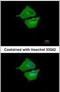 Ubiquitin Conjugating Enzyme E2 G1 antibody, PA5-30201, Invitrogen Antibodies, Immunofluorescence image 