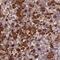 Ribophorin I antibody, PA5-65662, Invitrogen Antibodies, Immunohistochemistry paraffin image 
