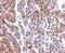 Moesin antibody, 33-947, ProSci, Immunohistochemistry paraffin image 