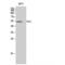 Checkpoint Kinase 1 antibody, LS-C382704, Lifespan Biosciences, Western Blot image 