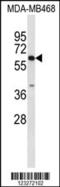 Carboxylesterase 5A antibody, 63-811, ProSci, Western Blot image 