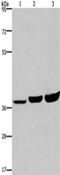 Apoptotic Peptidase Activating Factor 1 antibody, CSB-PA043863, Cusabio, Western Blot image 