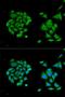 DExD/H-Box Helicase 58 antibody, LS-C331000, Lifespan Biosciences, Immunofluorescence image 