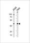 Family With Sequence Similarity 50 Member A antibody, PA5-35258, Invitrogen Antibodies, Western Blot image 