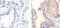 TIMP Metallopeptidase Inhibitor 1 antibody, MA5-13688, Invitrogen Antibodies, Immunohistochemistry frozen image 
